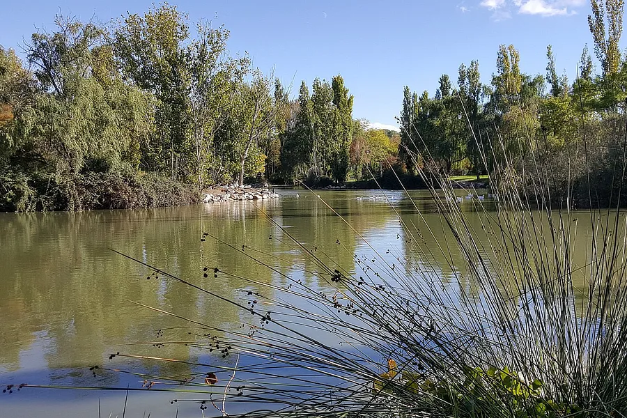 Vista panorámica del lago en el Parque El Soto en Móstoles, rodeado de árboles frondosos y vegetación acuática. Un lugar tranquilo para relajarse y disfrutar de la naturaleza.